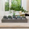 5Pcs Artificial Succulent Cactus Plants; Faux Succulent Cactus Plants with Gray Pots for Home Decor